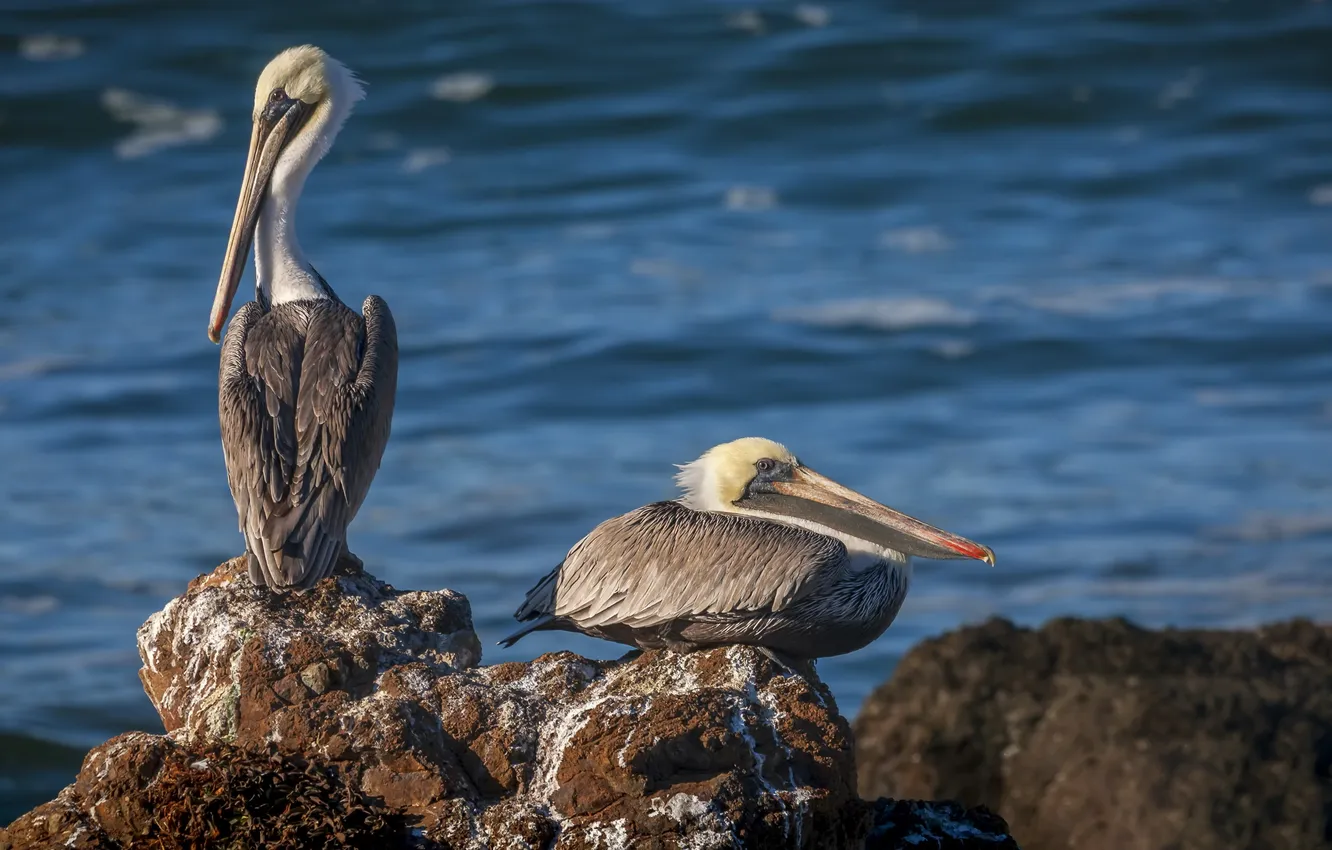Photo wallpaper nature, bird, Pelican