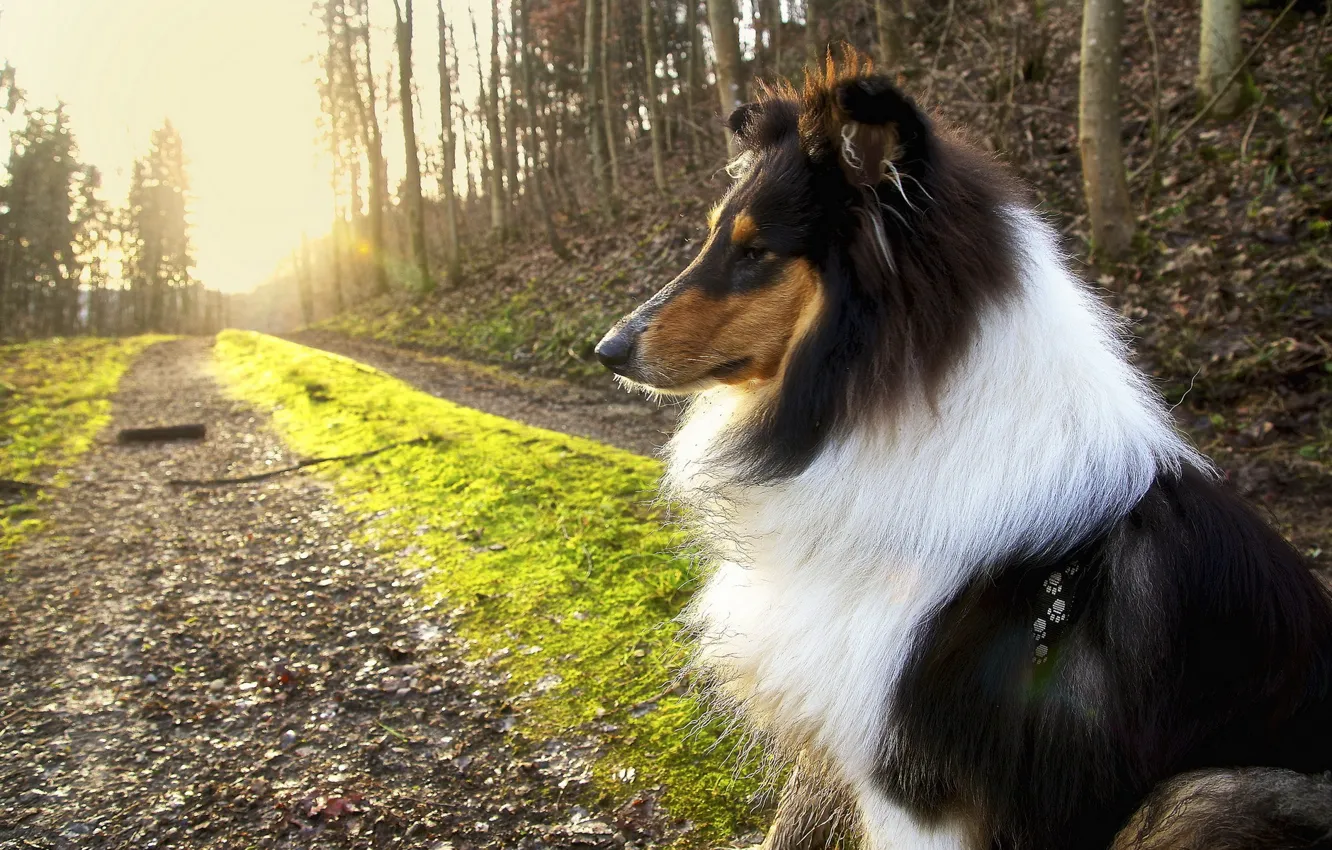 Photo wallpaper nature, each, dog