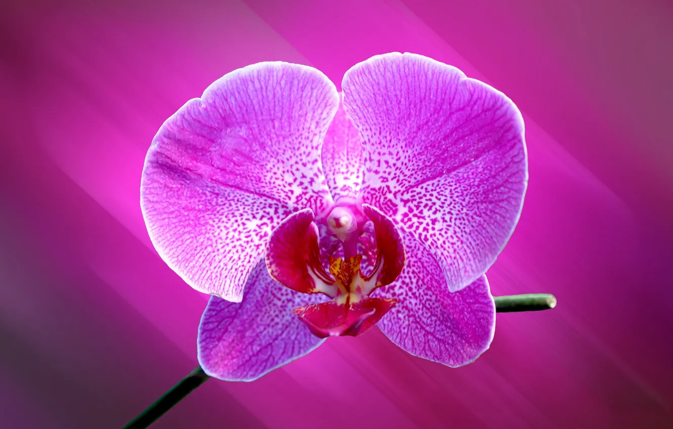 Photo wallpaper flower, petals, Orchid