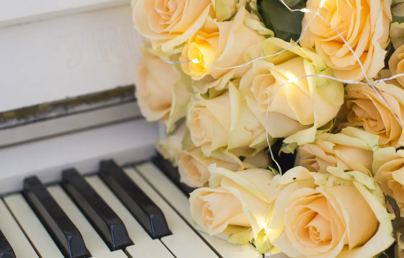 Photo wallpaper flowers, yellow, roses, yellow, flowers, roses