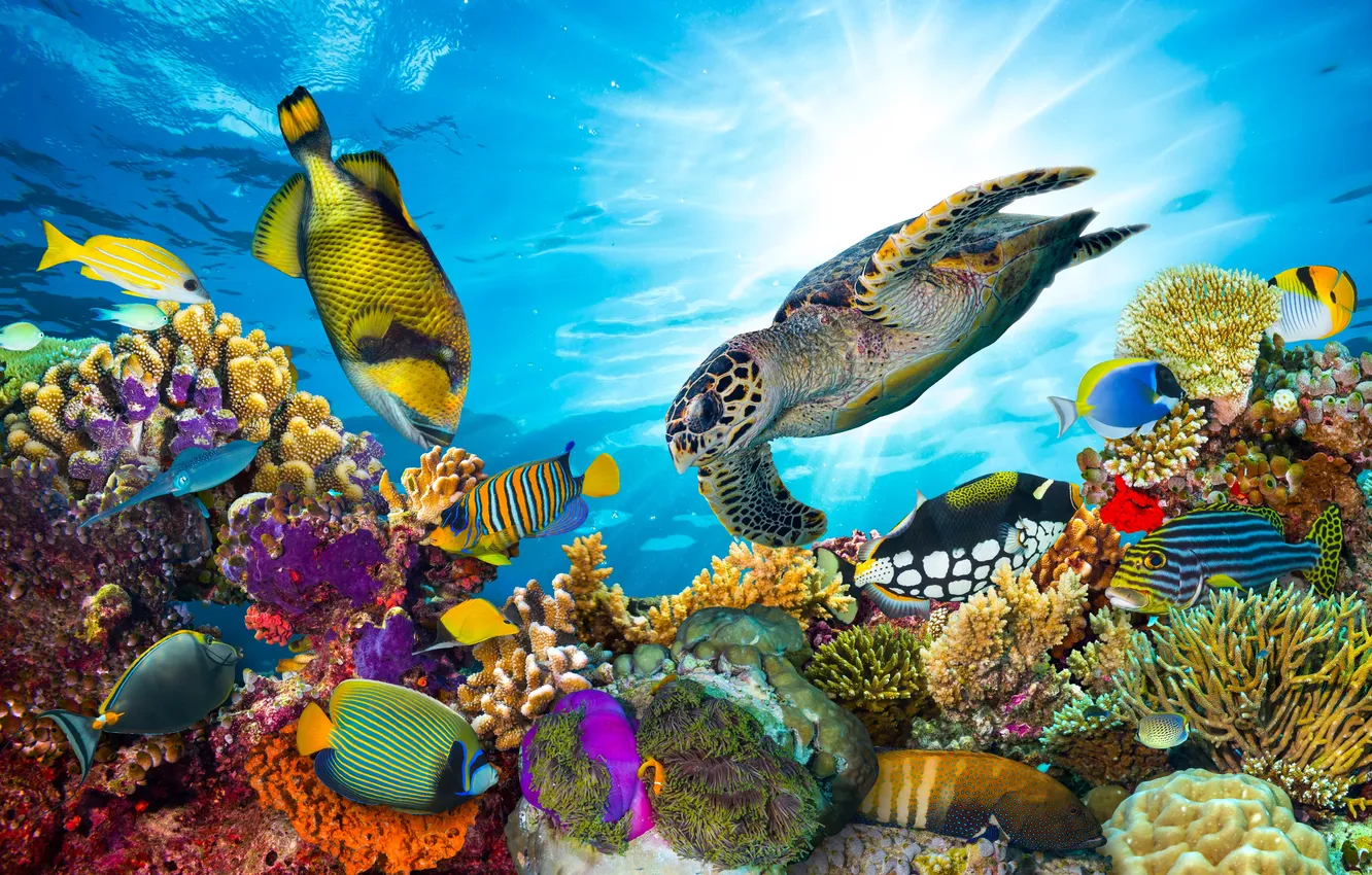 Photo wallpaper underwater, water, wildlife, wild, turtle, under, Vibrant, triggerfish