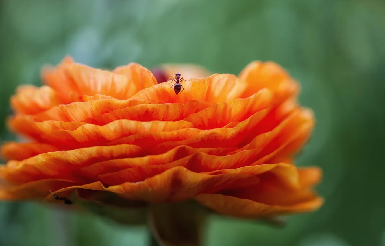 Photo wallpaper flowers, orange, ants, insect, Ranunculus