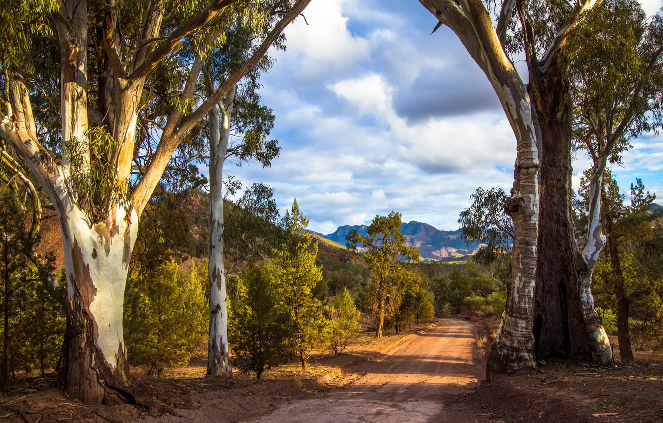 Photo wallpaper road, trees, mountains