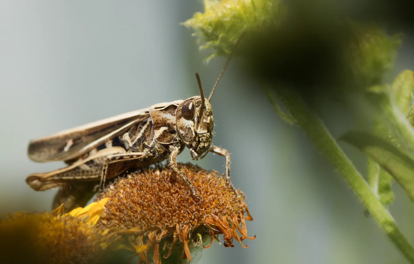 Photo wallpaper flowers, stem, grasshopper