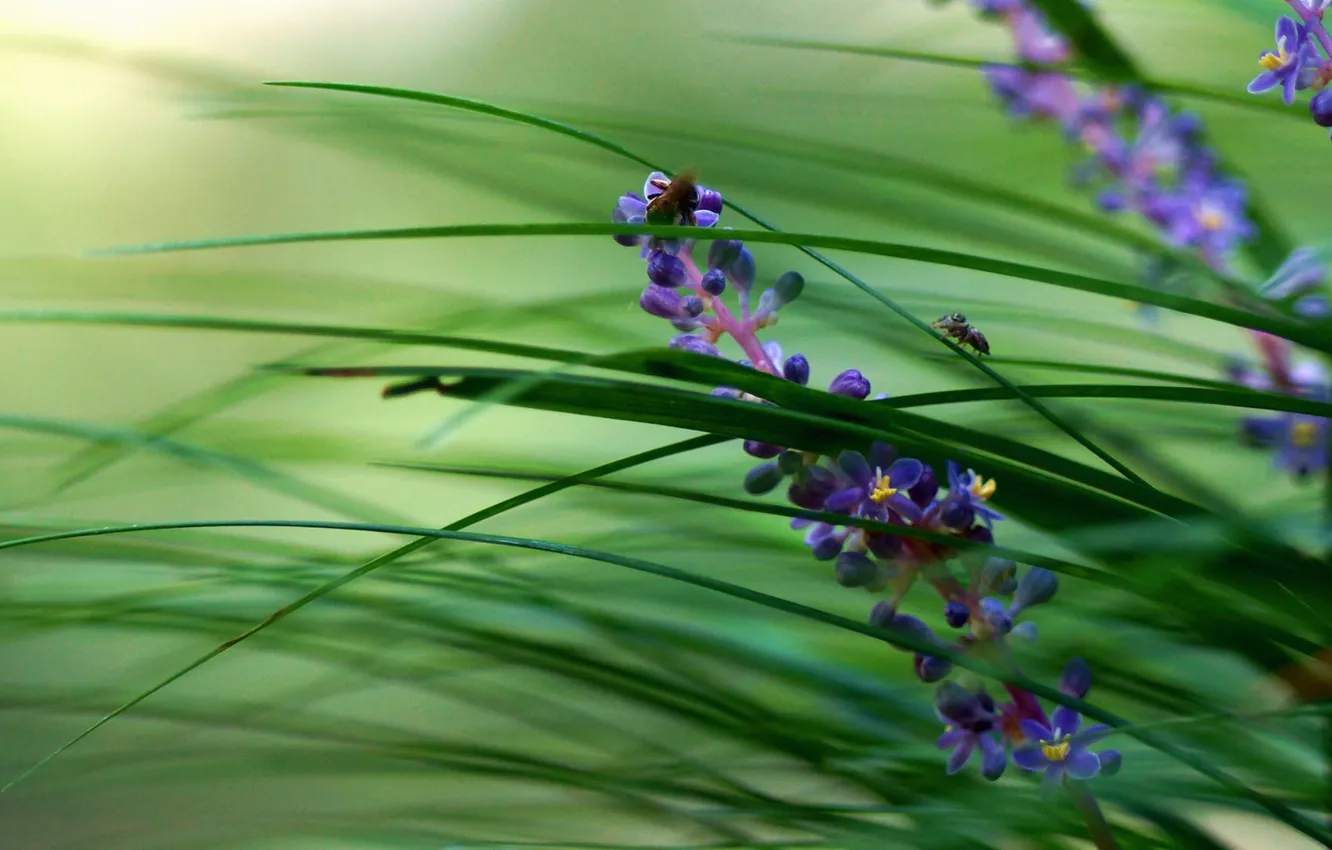 Photo wallpaper greens, grass, flowers, beetle, insect, Liriope platyphylla