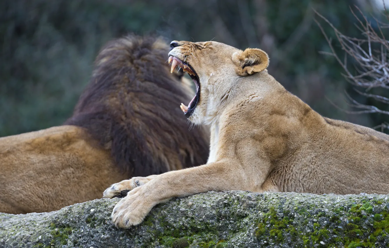 Photo wallpaper cat, stones, Leo, fangs, lioness, yawning, ©Tambako The Jaguar