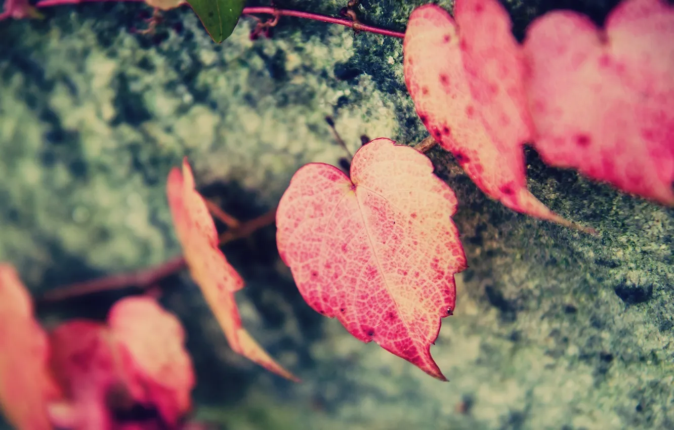Photo wallpaper leaves, macro, background, Wallpaper, hearts, form, pink, leaves. heart