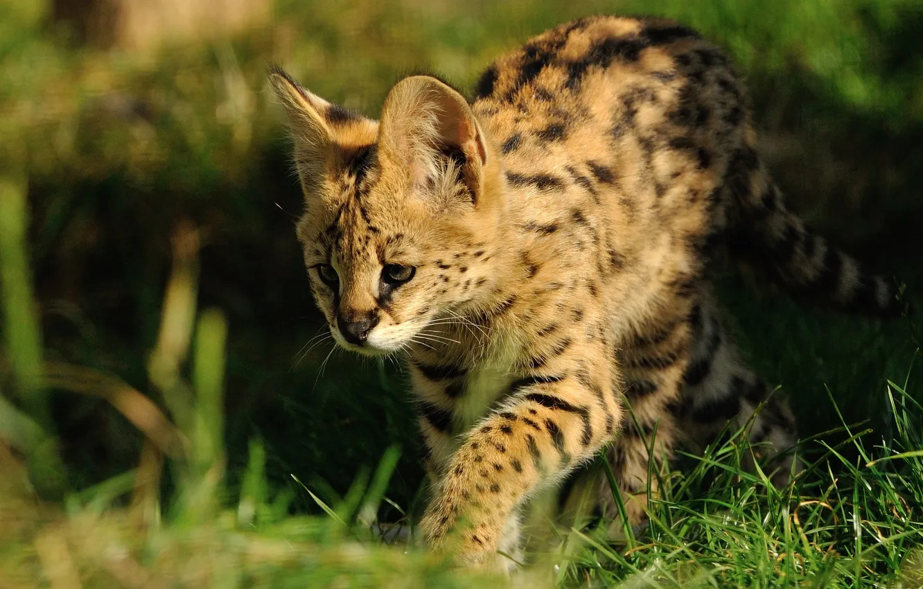 Photo wallpaper grass, predator, Serval, © Anne-Marie Kalus