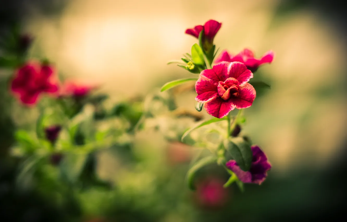 Photo wallpaper flower, leaves, macro, flowers, red, focus, petals, blur