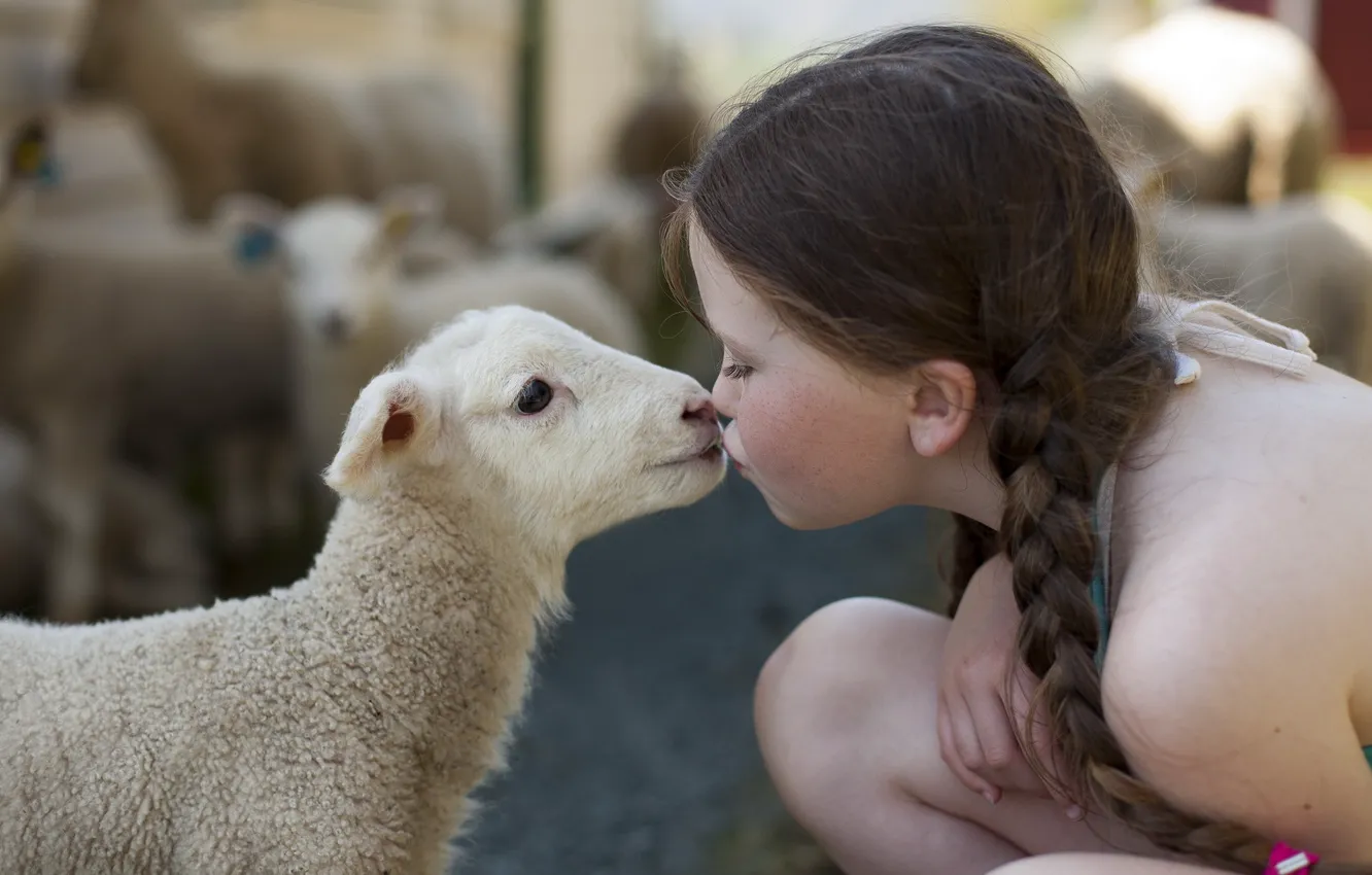 Photo wallpaper mood, sheep, girl