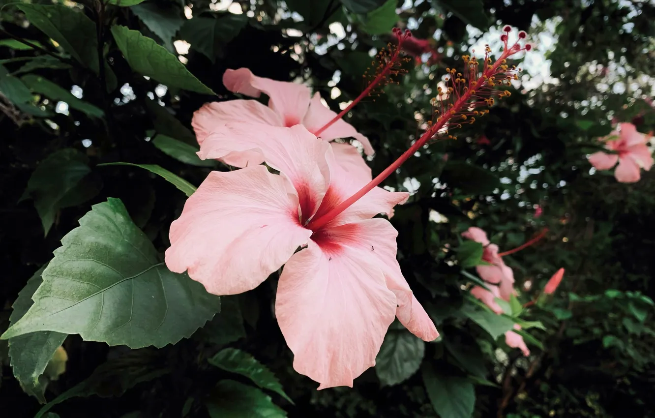 Photo wallpaper flowers, Cuba, Varadero