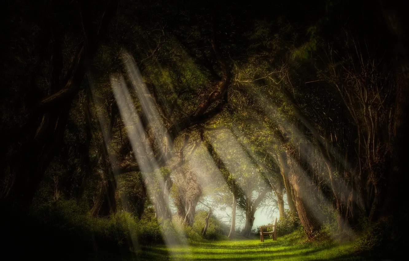 Photo wallpaper forest, rays, light, trees, bench