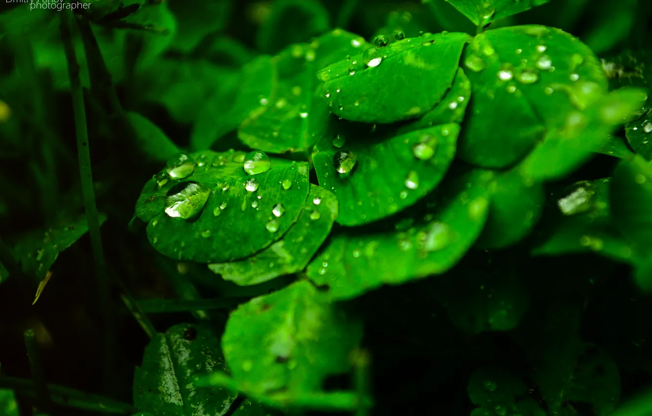 Photo wallpaper water, drops, green, rain, green, leaf, rain, whater