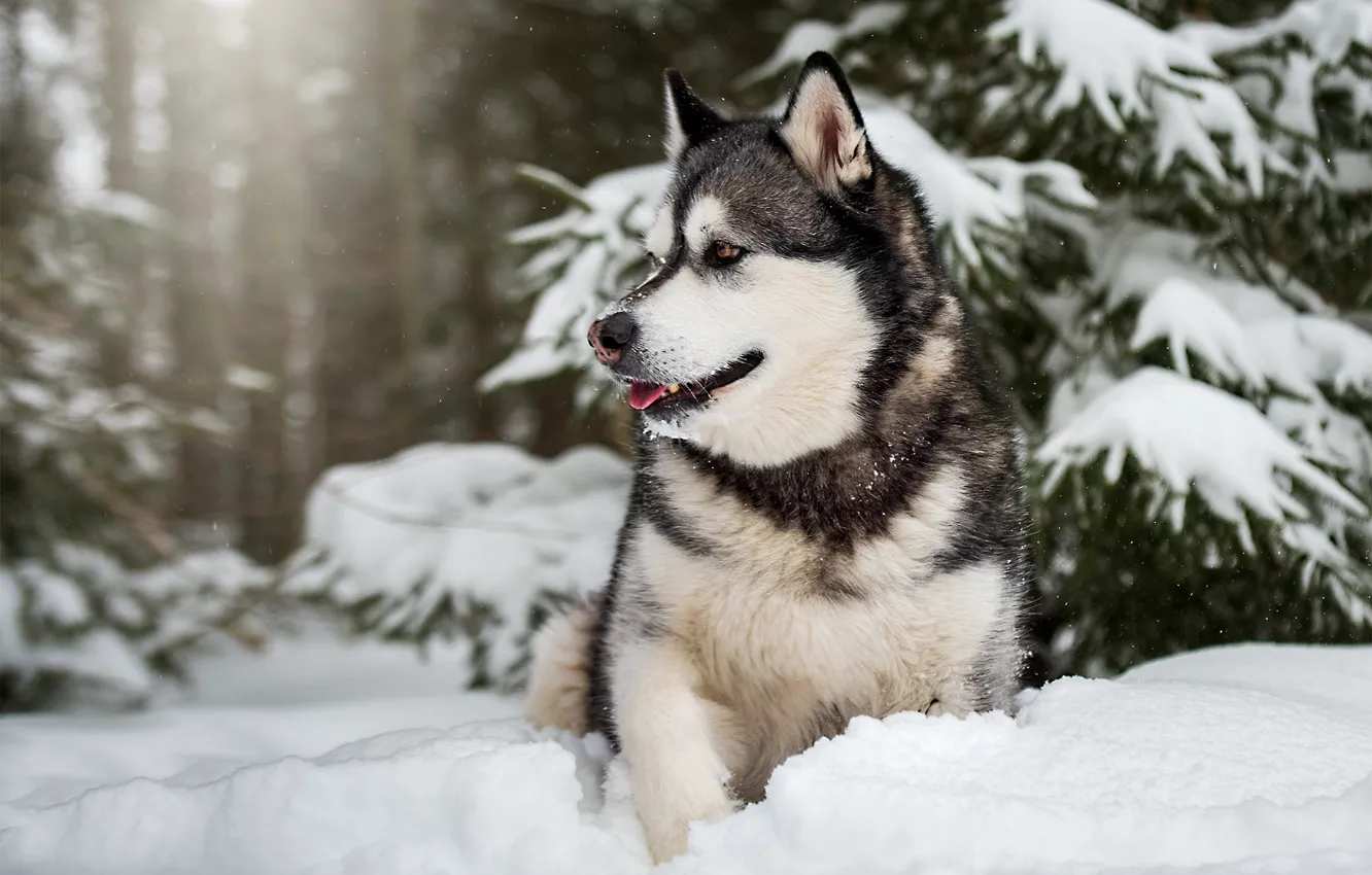 Photo wallpaper winter, forest, snow, dog, Malamute