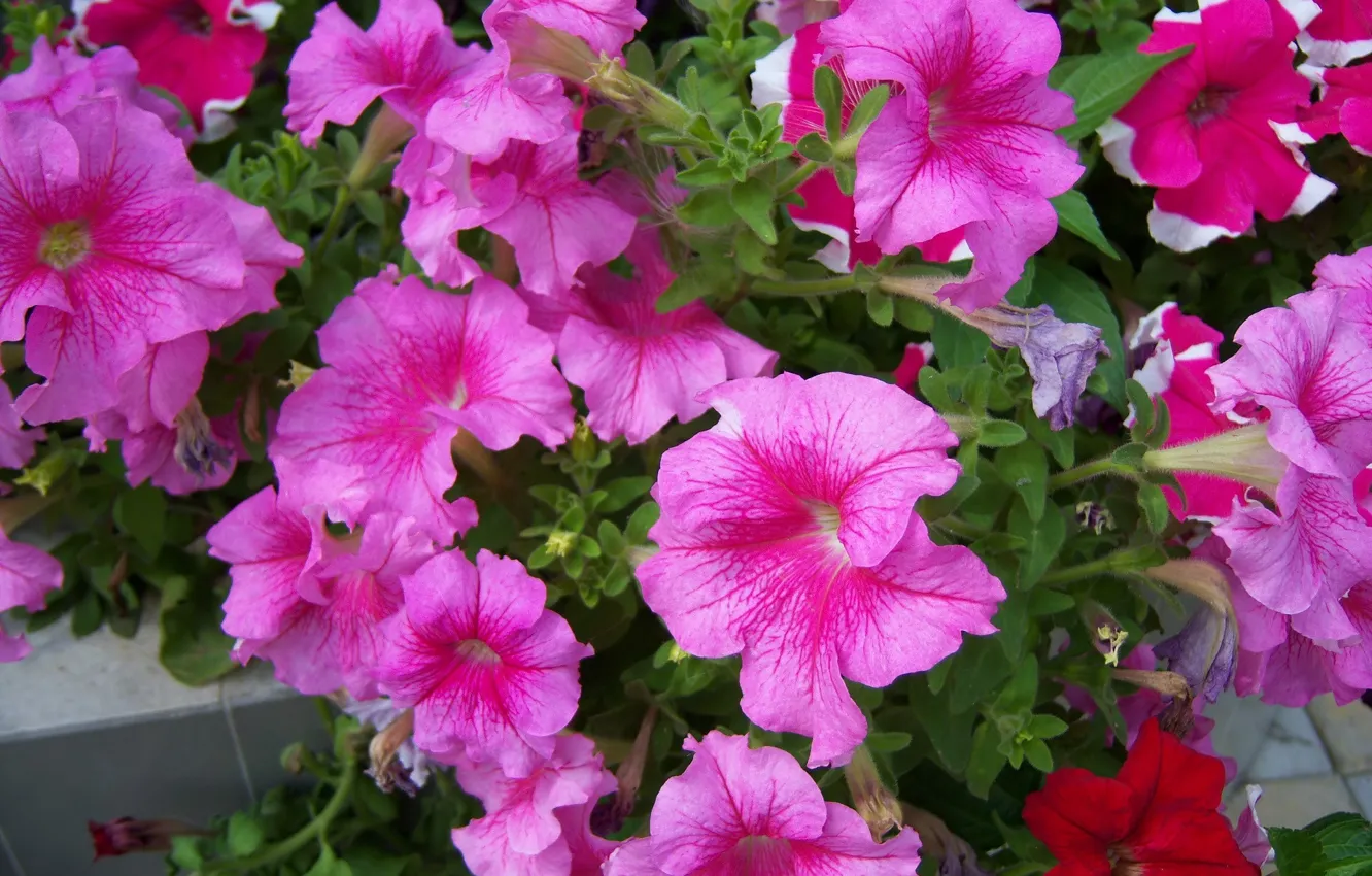 Photo wallpaper flowers, pink, Petunia, Mamala ©