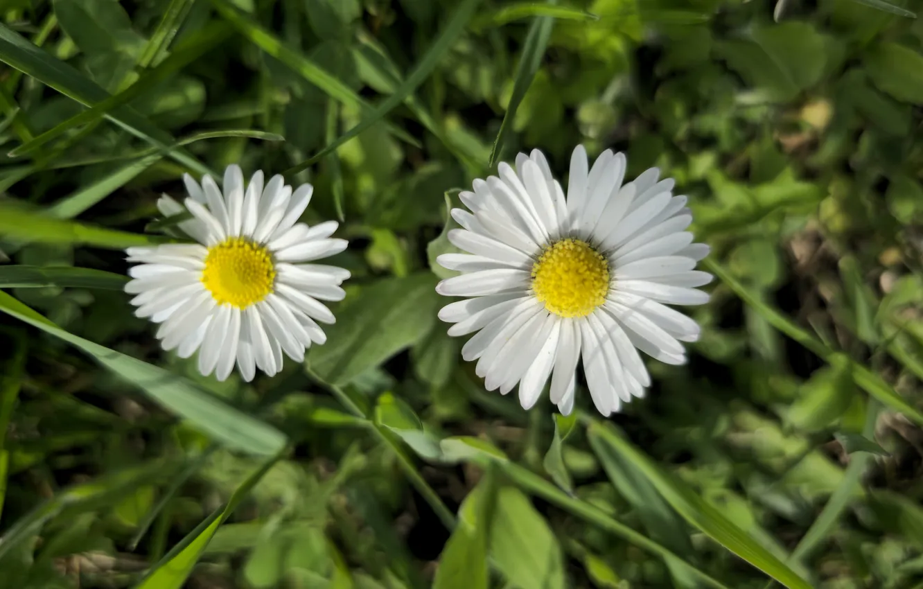 Photo wallpaper grass, flowers, meadow, Daisy