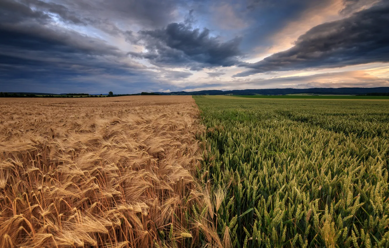 Photo wallpaper wheat, field, summer, the sky, clouds, landscape, clouds, nature