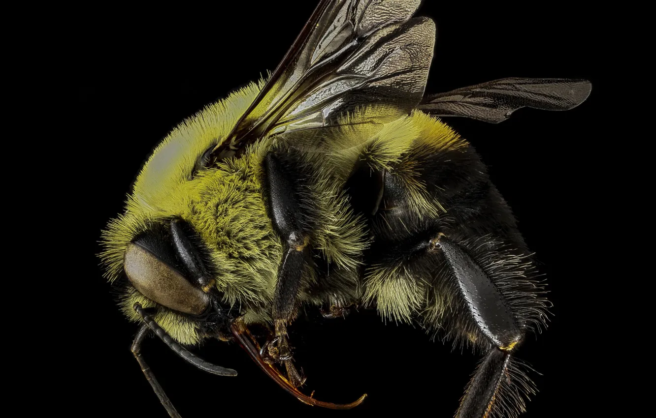 Photo wallpaper nature, background, insect, bumblebee