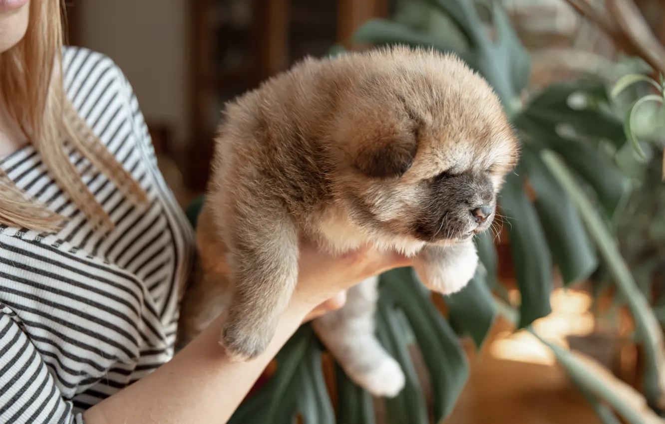 Photo wallpaper girl, dog, hands, baby, puppy, face, mistress, Akita inu