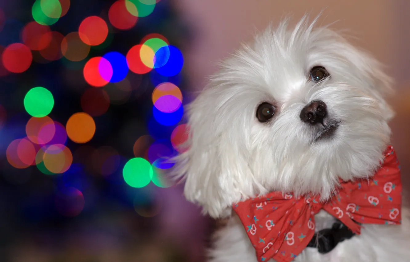 Photo wallpaper look, background, each, dog