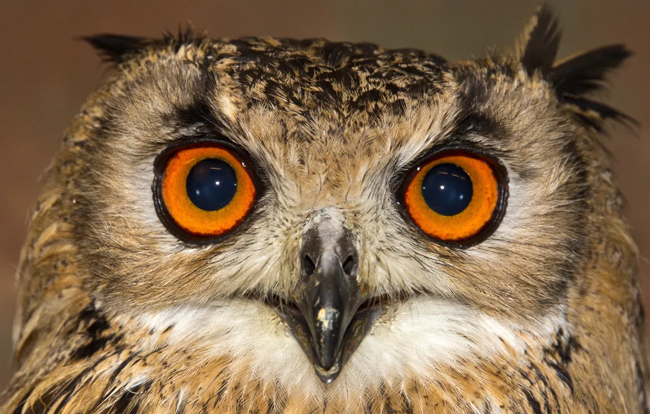 Photo wallpaper background, owl, bird