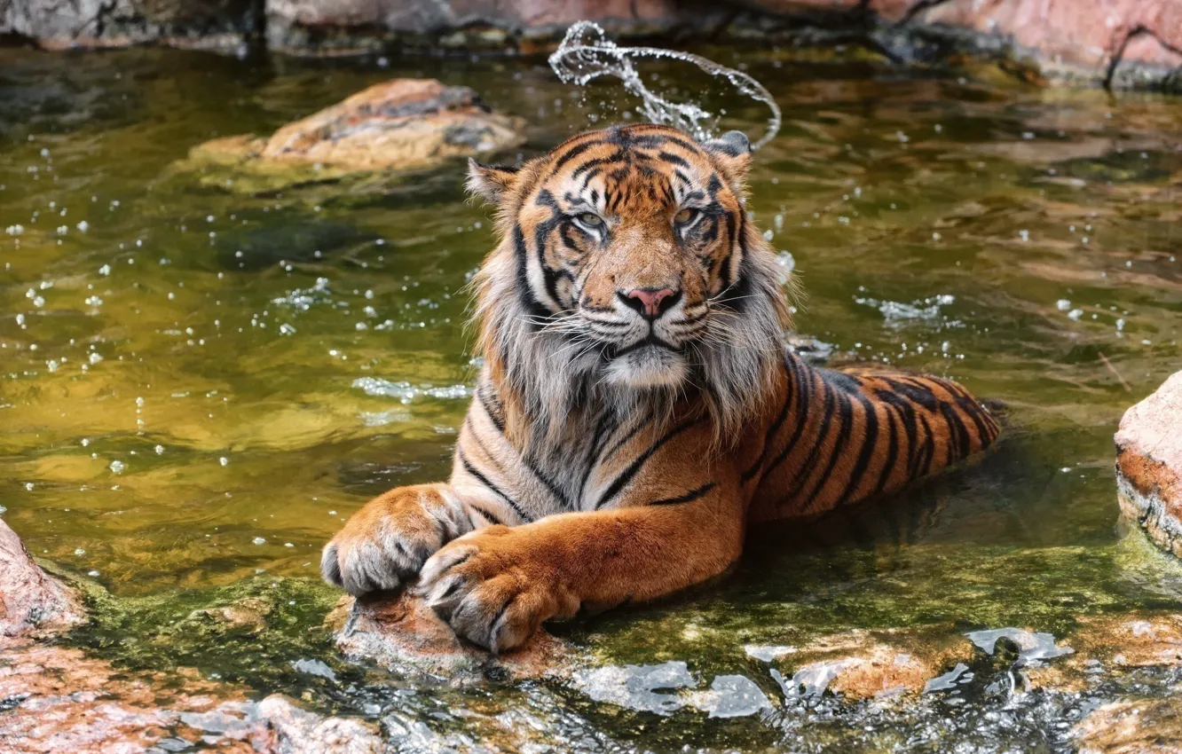 Photo wallpaper tiger, predator, bathing, wild cat, pond, zoo