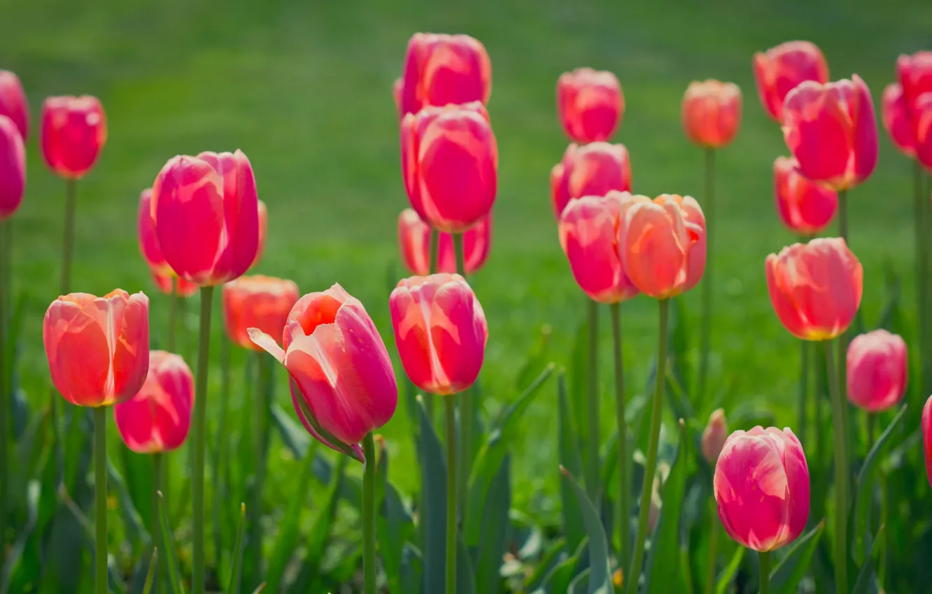 Photo wallpaper spring, petals, meadow, tulips