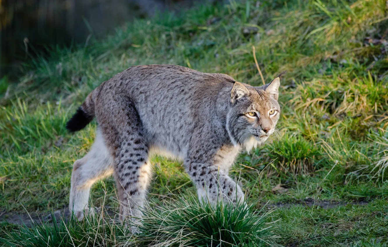Photo wallpaper grass, animal, lynx