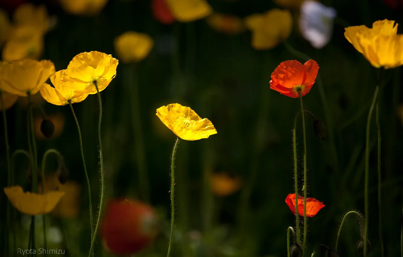 Photo wallpaper flowers, yellow, red, background, Maki