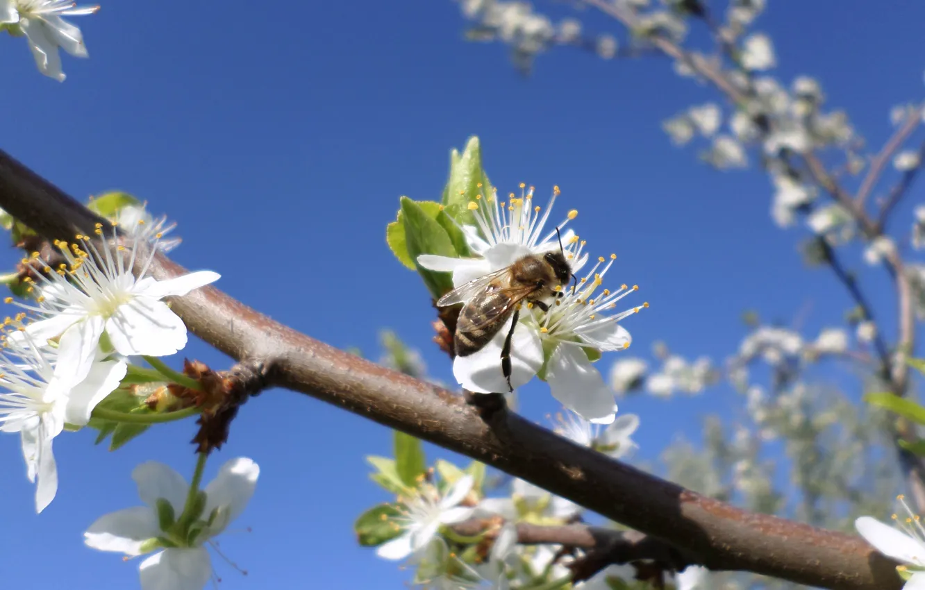Photo wallpaper the sky, bee, spring, April, flowering, drain