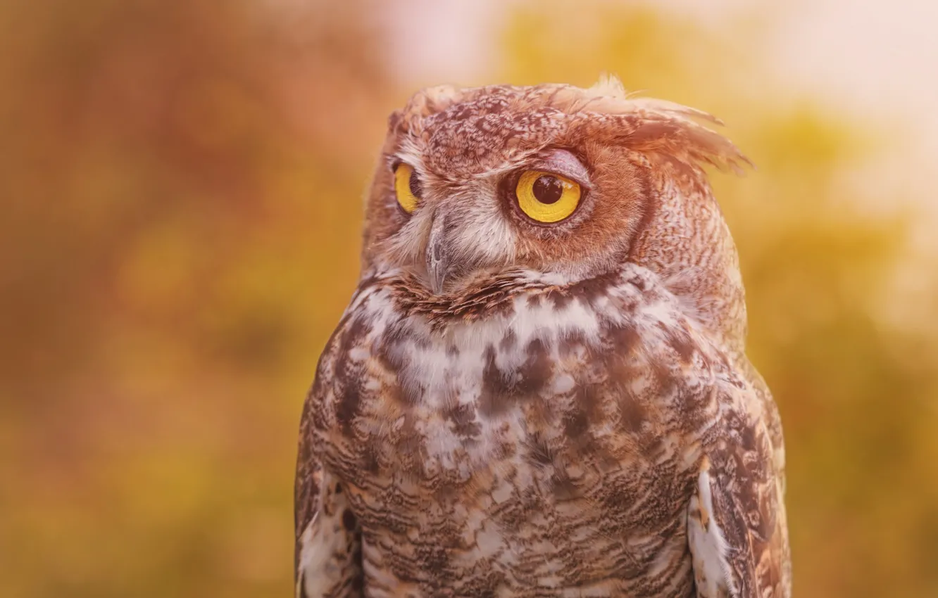 Photo wallpaper background, owl, bird, Virgin Filin