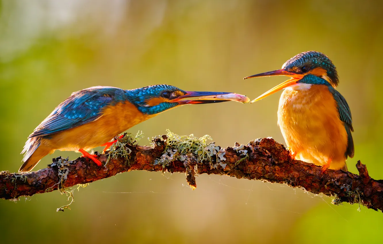 Photo wallpaper food, bokeh, Common Kingfisher, bright plumage, sitting on a branch, two birds, Vladimir Yezhov, You …