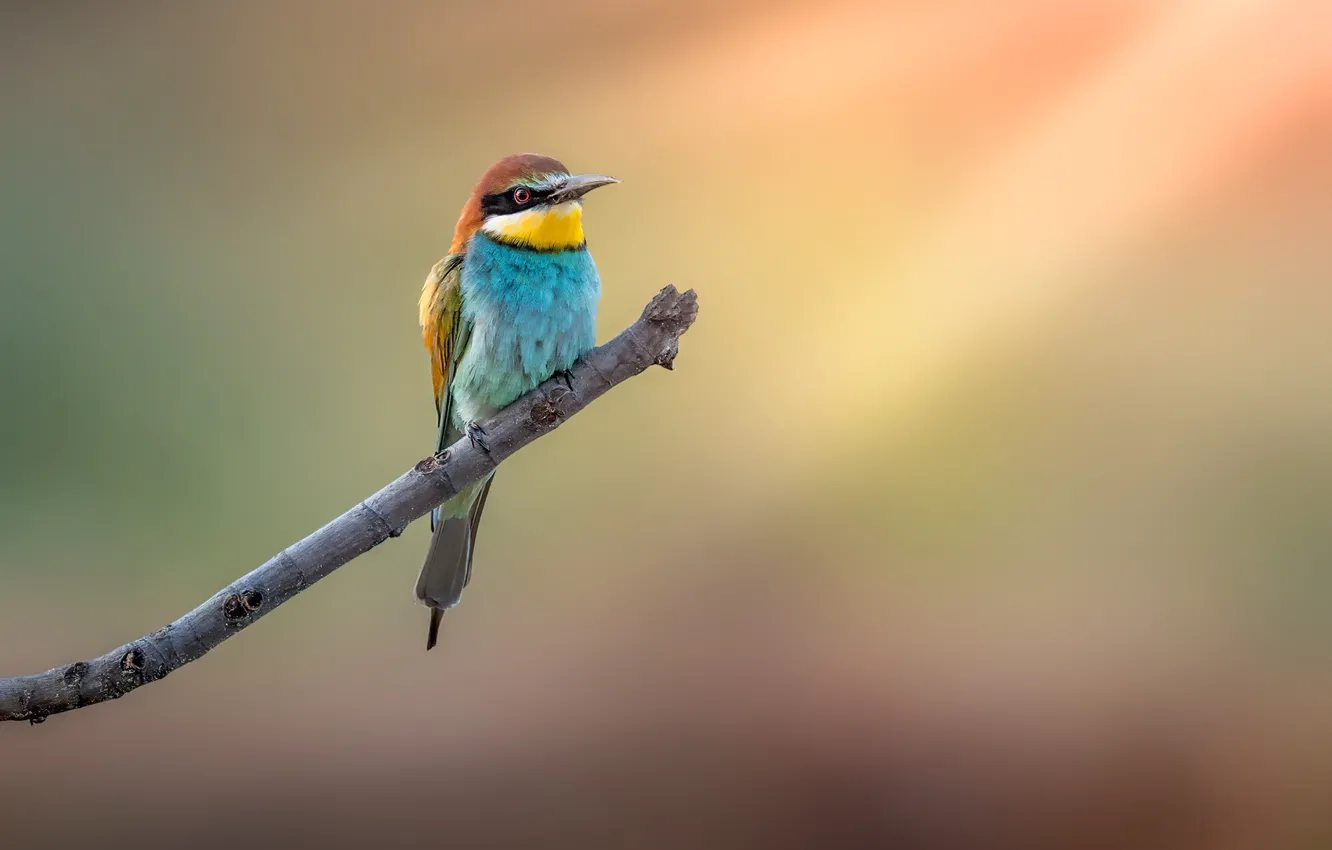 Photo wallpaper branches, bird, European bee-eater