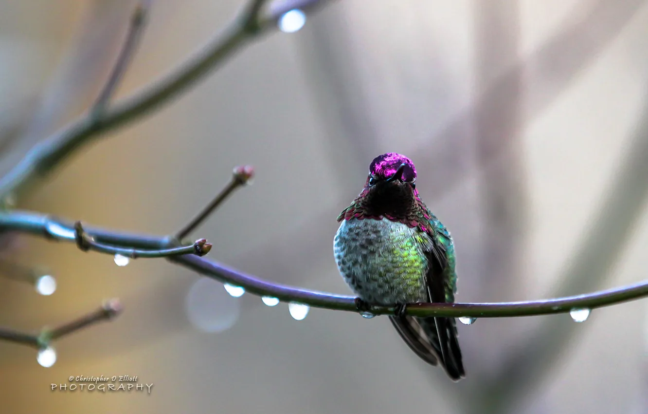 Photo wallpaper birds, annas, wide.best