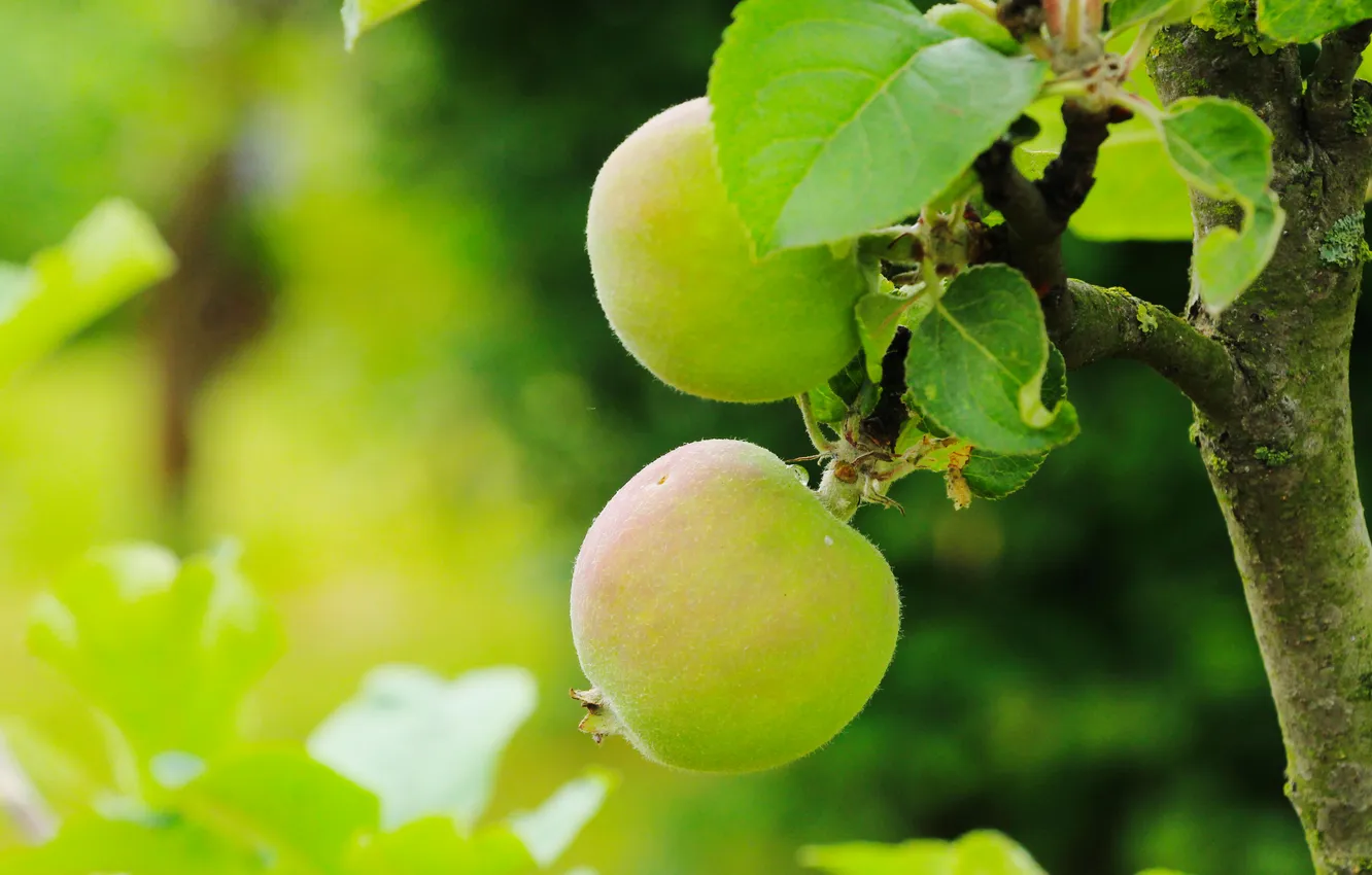 Photo wallpaper tree, fruit, aple