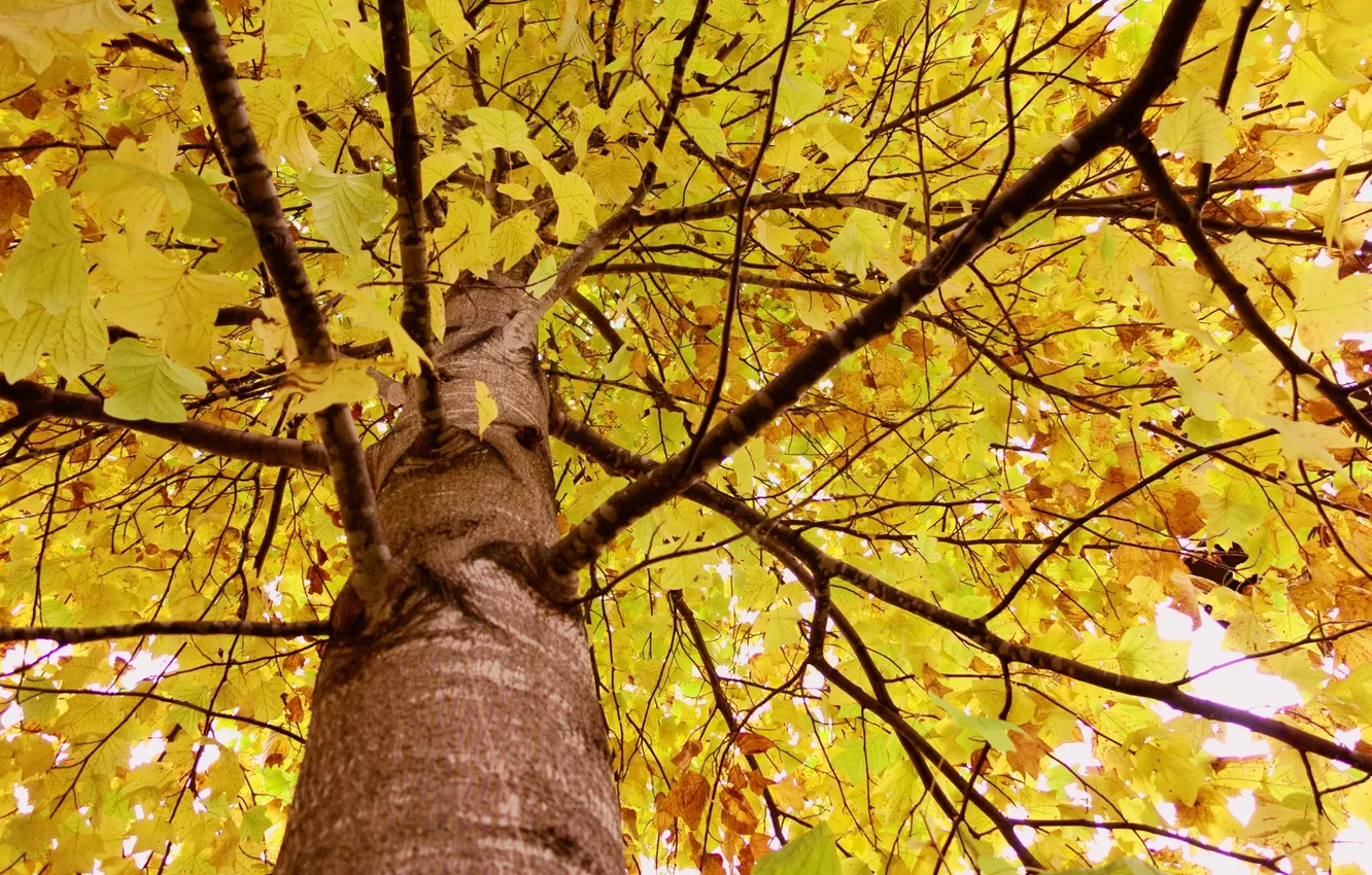 Photo wallpaper autumn, leaves, branches, tree, trunk, crown