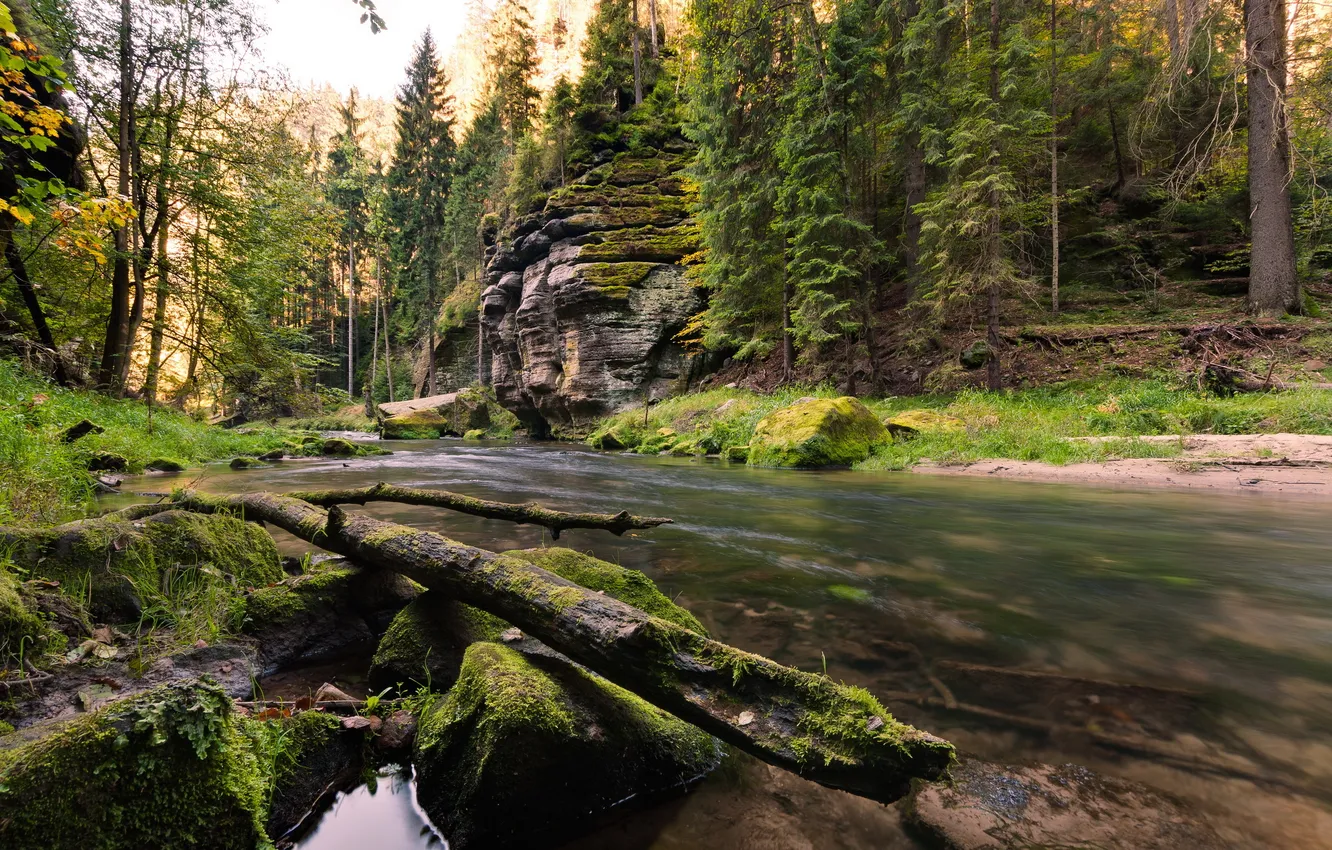 Photo wallpaper forest, nature, river