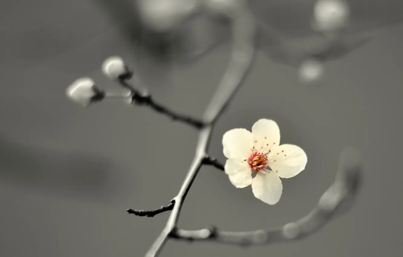 Photo wallpaper flower, cherry blossom, petals, branch, buds