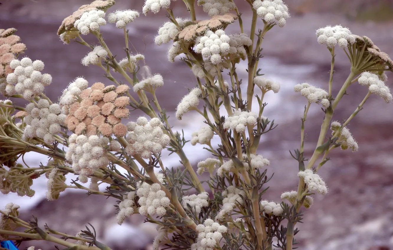Photo wallpaper flowers, beauty, Morocco