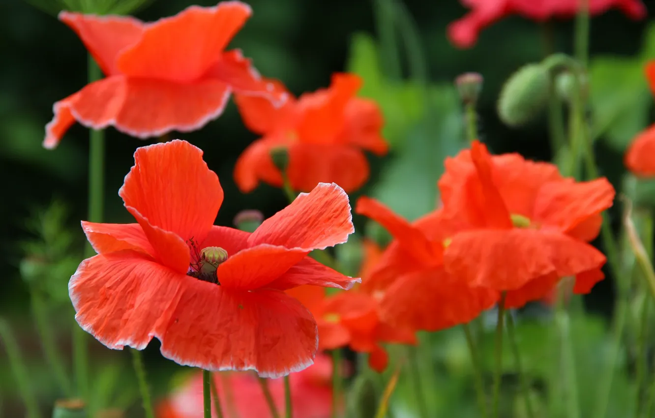 Photo wallpaper summer, flowers, nature, Mac, beauty, flowering, cottage