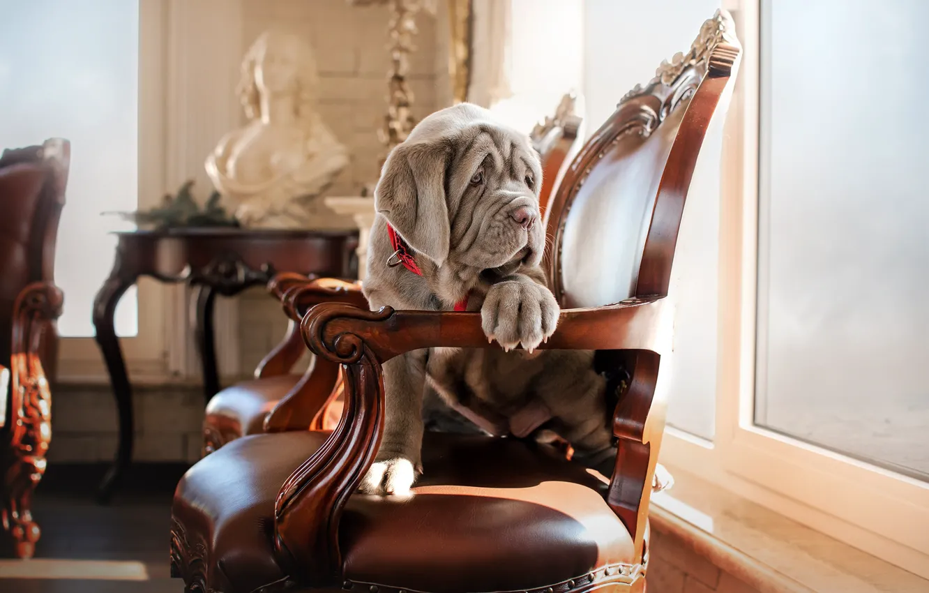 Photo wallpaper room, animal, dog, chair, puppy, table, bust, dog