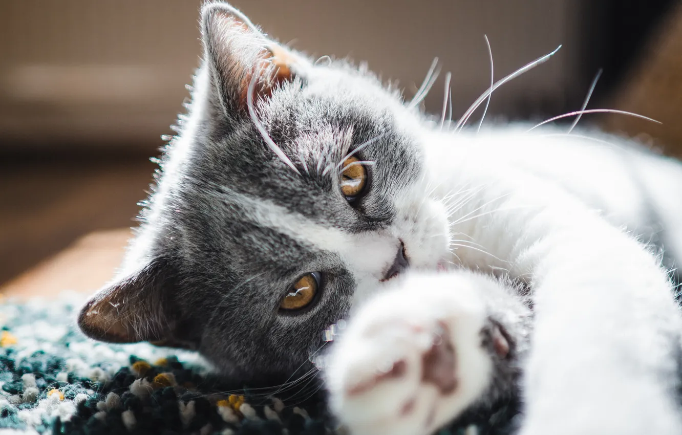 Photo wallpaper cat, look, light, pose, legs, lies, kitty, face