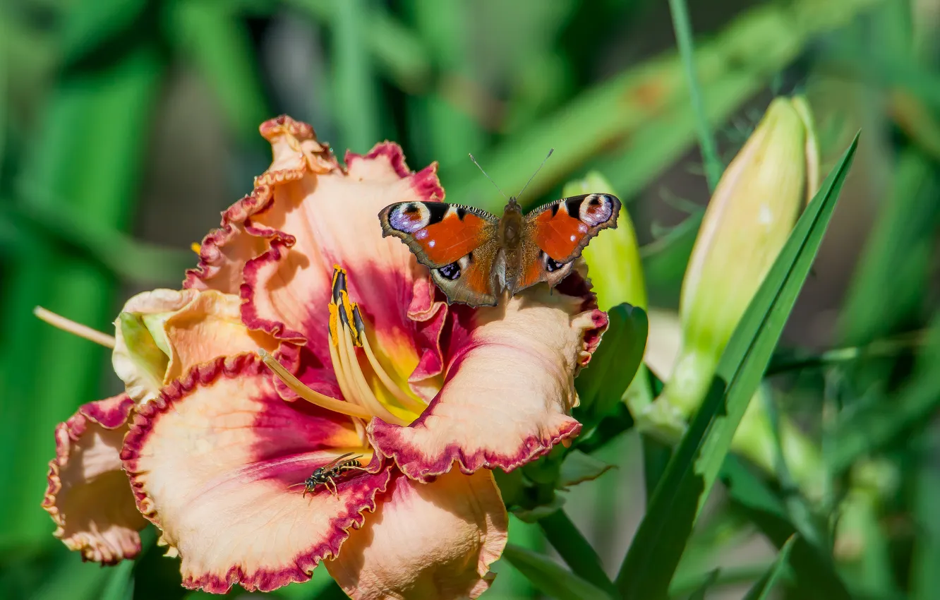 Photo wallpaper summer, macro, flowers, nature, butterfly