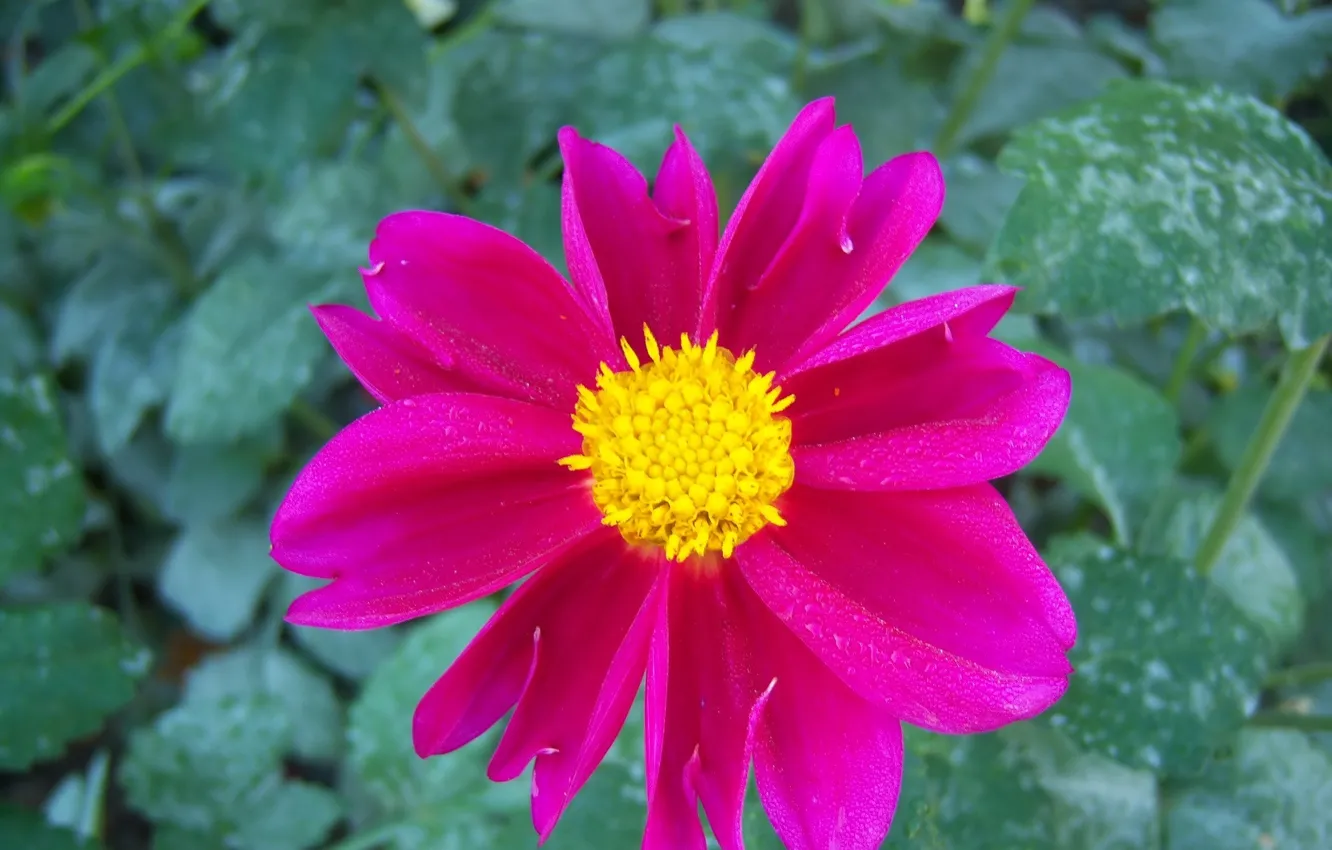 Photo wallpaper flowers, Rosa, bright, dahlias, Meduzanol ©