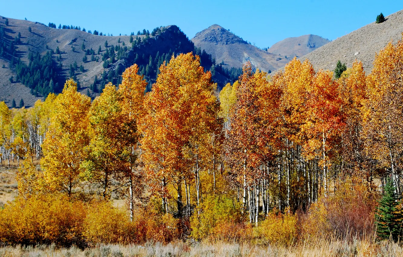 Photo wallpaper autumn, the sky, trees, mountains