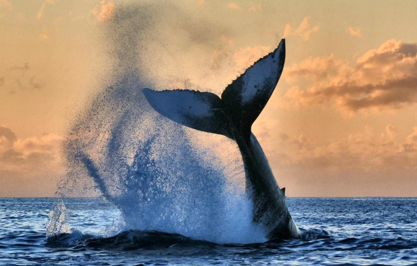 Photo wallpaper ocean, water, whale