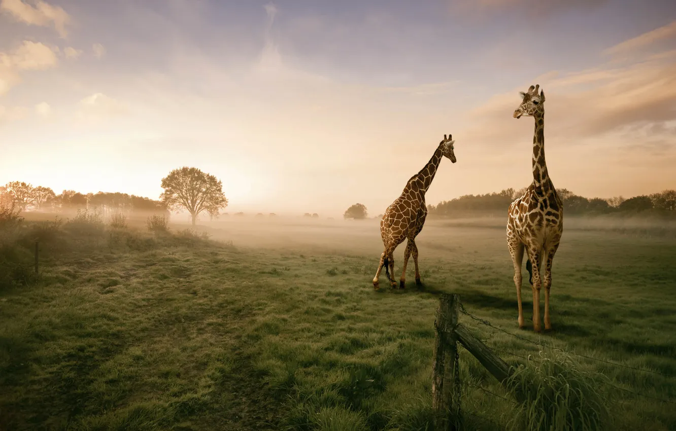 Photo wallpaper field, the sky, grass, trees, fog, dawn, morning, giraffe