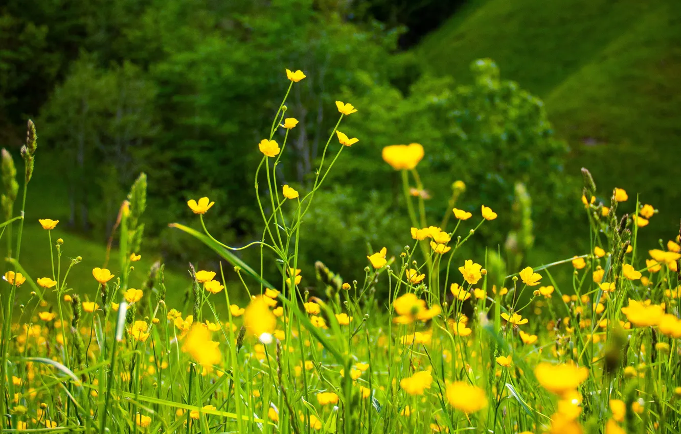 Photo wallpaper greens, summer, flowers, yellow, nature, summer, nature, yellow