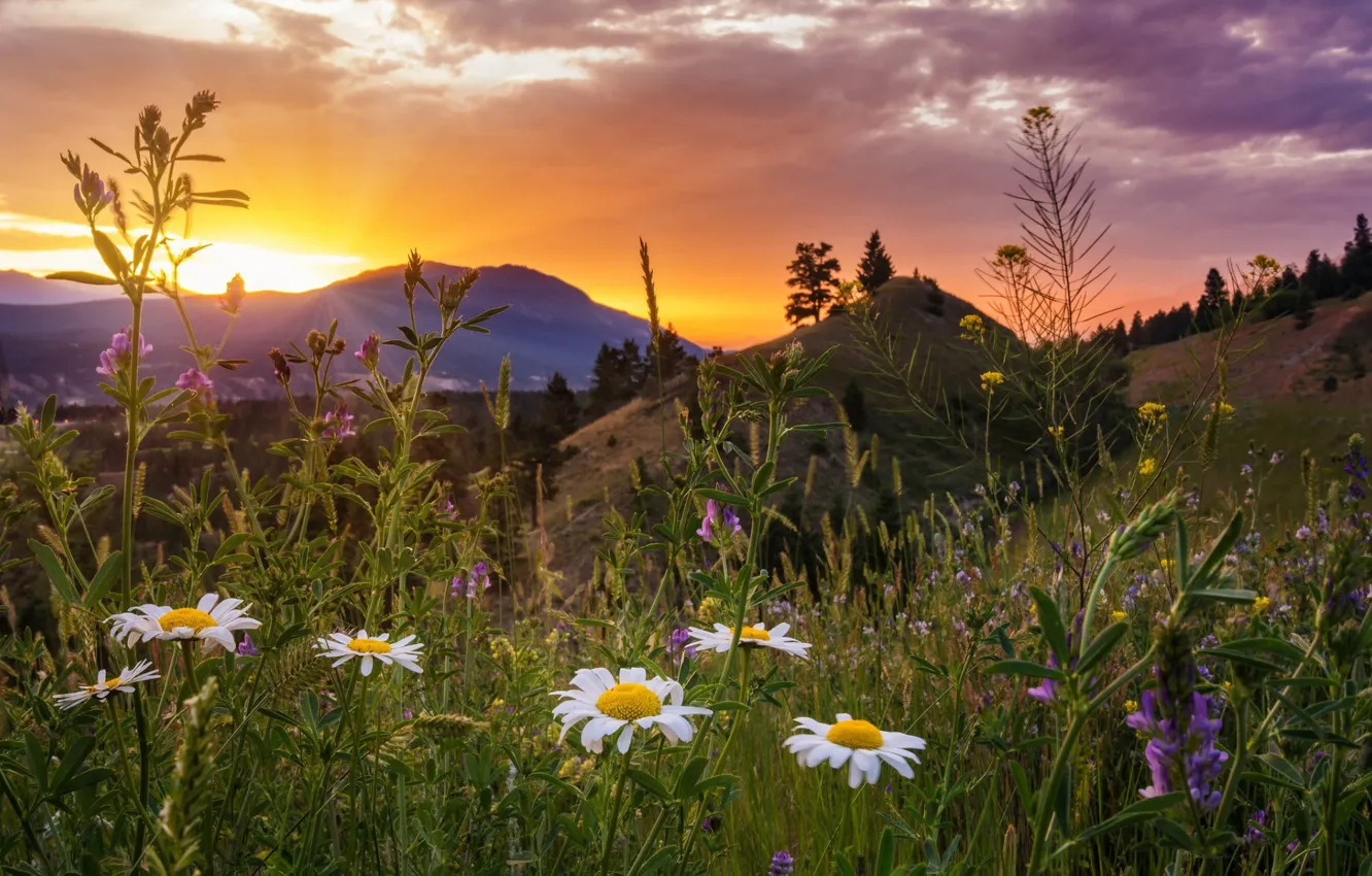 Photo wallpaper summer, landscape, sunset, flowers, mountains, nature, grass