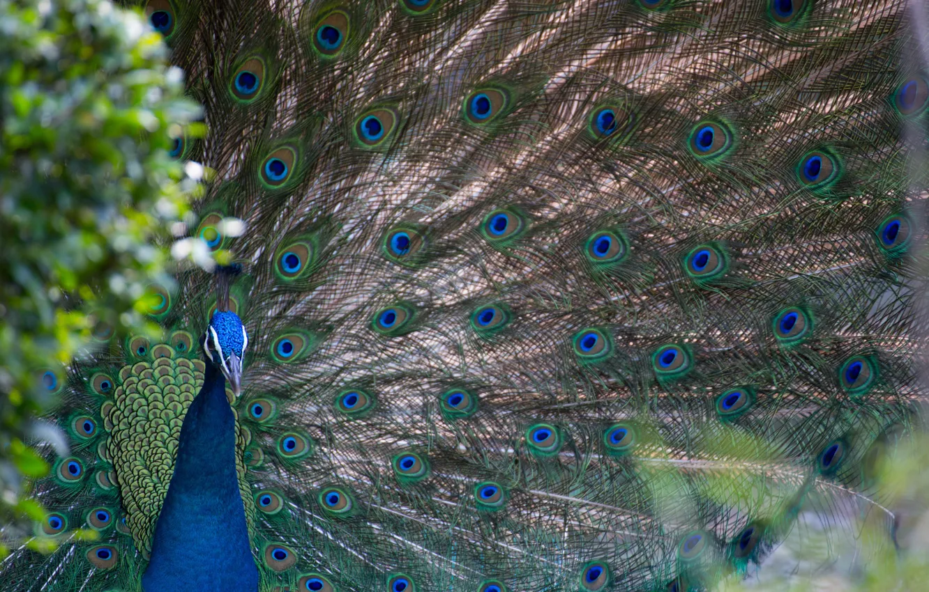 Photo wallpaper bird, pattern, feathers, spot, tail, peacock
